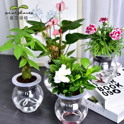 室內綠意 綠蘿、發財樹等常見室內植物的種植與養護指南